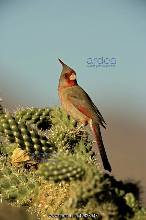 : Pyrrhuloxia - Male : Pyrrhuloxia - Male