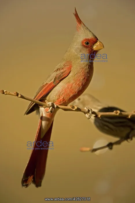 : Pyrrhuloxia - Male : Pyrrhuloxia - Male