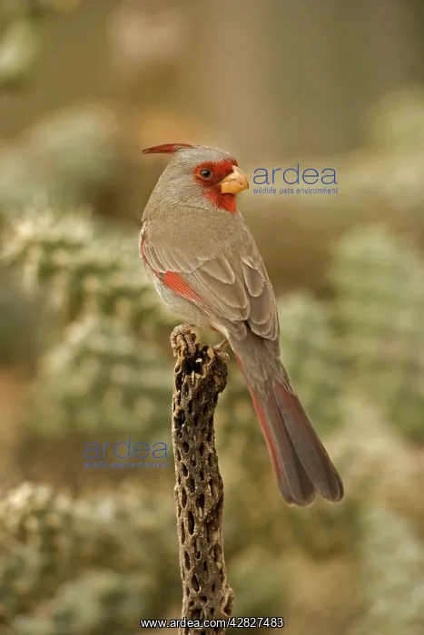 : Pyrrhuloxia - Male : Pyrrhuloxia - Male