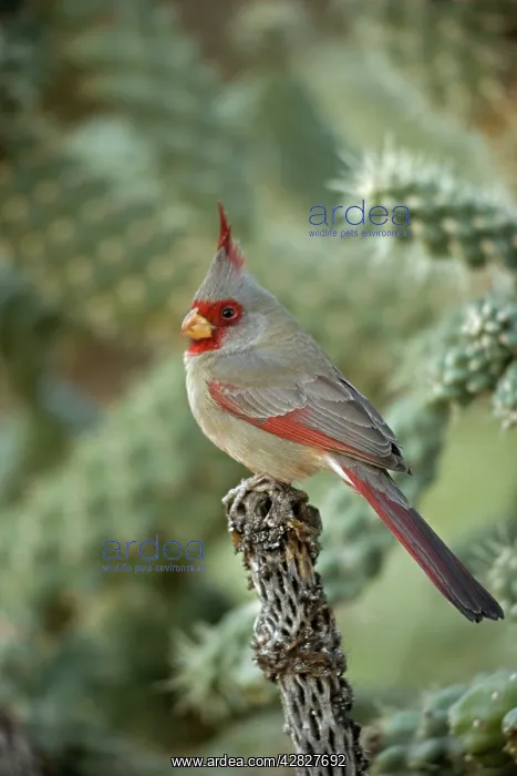 : Pyrrhuloxia - Male : Pyrrhuloxia - Male