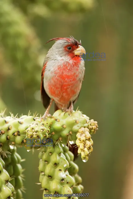 : Pyrrhuloxia - male : Pyrrhuloxia - male