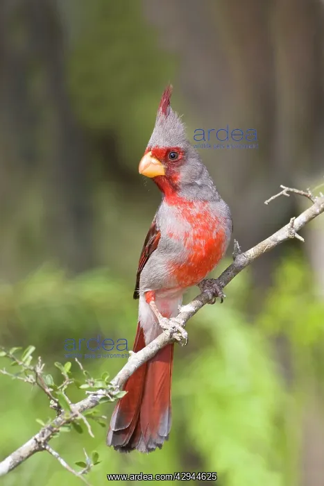 : Pyrrhuloxia - male : Pyrrhuloxia - male