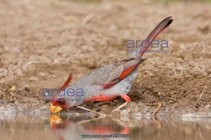 : Pyrrhuloxia - male : Pyrrhuloxia - male