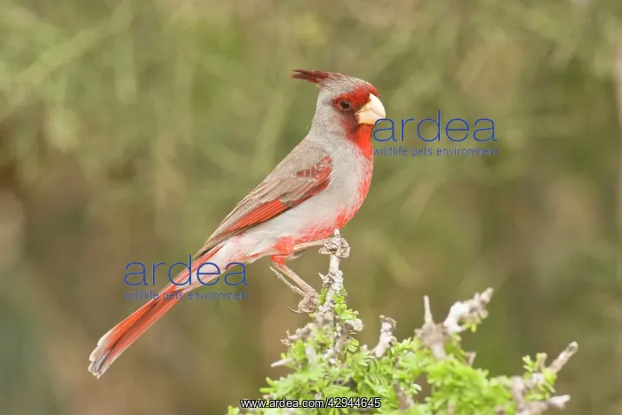 : Pyrrhuloxia - male : Pyrrhuloxia - male