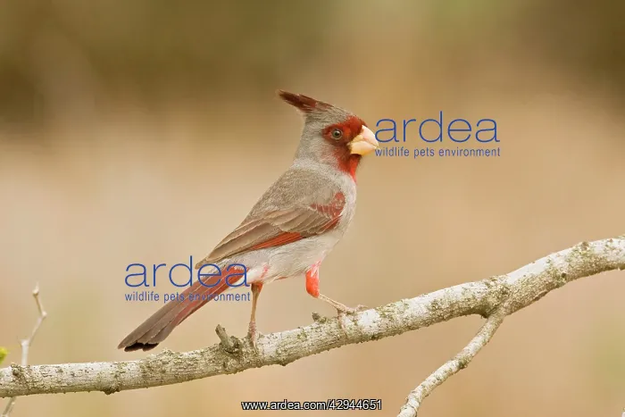 : Pyrrhuloxia - male : Pyrrhuloxia - male