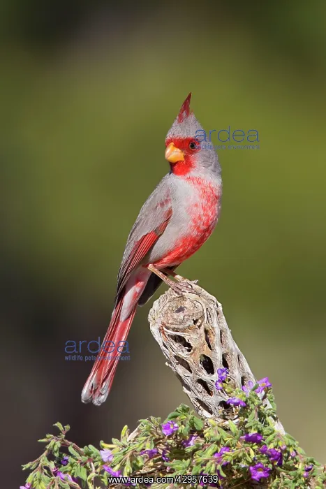 : Pyrrhuloxia - male : Pyrrhuloxia - male