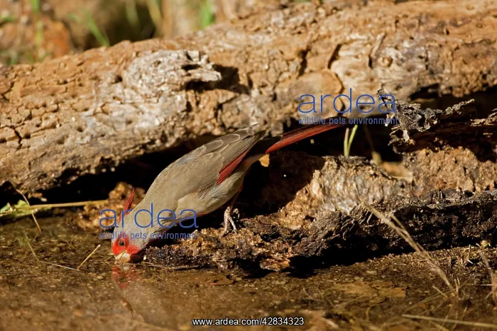 : Pyrrhuloxia - male - Drinking from pond : Pyrrhuloxia - male - Drinking from pond