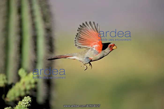 : Pyrrhuloxia - Male - In flight : Pyrrhuloxia - Male - In flight