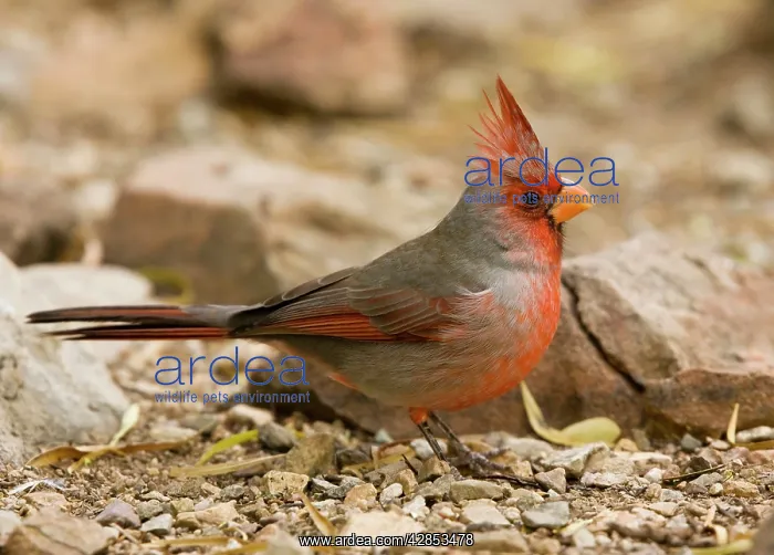 : Pyrrhuloxia - male, on ground : Pyrrhuloxia - male, on ground