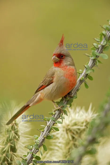 : Pyrrhuloxia - male - On ocotillo : Pyrrhuloxia - male - On ocotillo