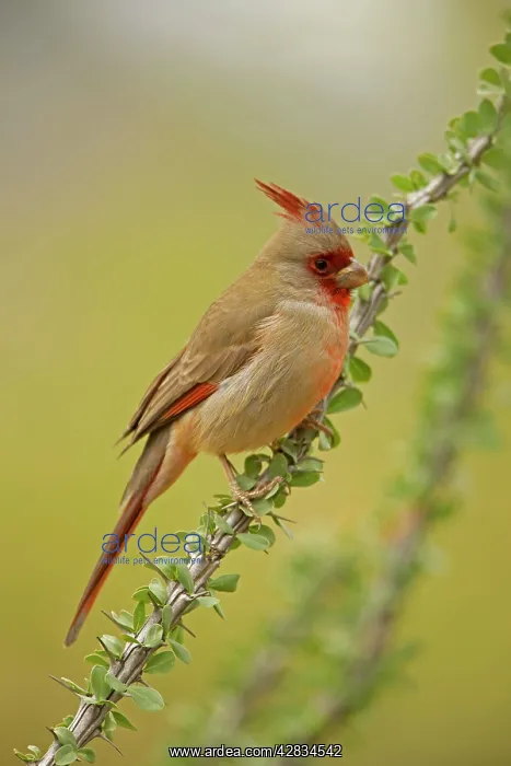 : Pyrrhuloxia - Male - On ocotillo : Pyrrhuloxia - Male - On ocotillo