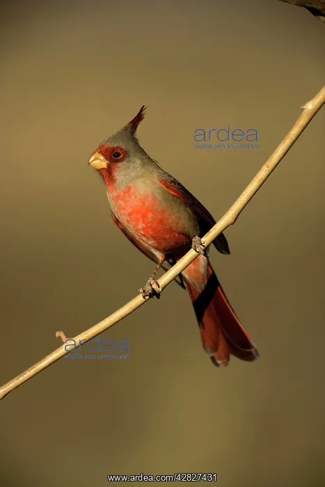 : Pyrrhuloxia - Male perched on branch : Pyrrhuloxia - Male perched on branch