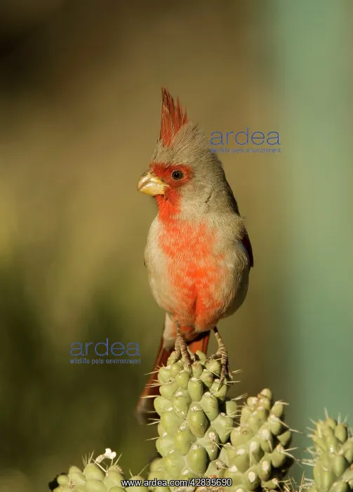 : Pyrrhuloxia - male - Perched on cholla cactus branch : Pyrrhuloxia - male - Perched on cholla cactus branch