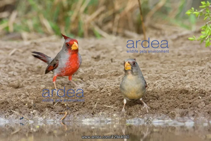 : Pyrrhuloxia - pair : Pyrrhuloxia - pair