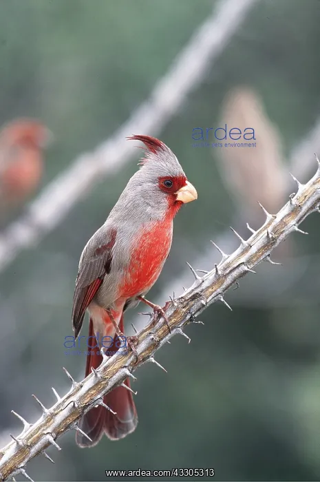 : PYRRHULOXIA - on thorny twig : PYRRHULOXIA - on thorny twig
