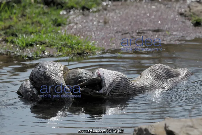 : Python (Python molurus) eating a spotted deer (Axis axis) calf in water : Python (Python molurus) eating a spotted deer (Axis axis) calf in water