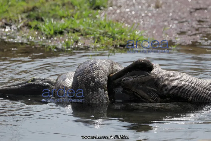 : Python (Python molurus) eating a spotted deer (Axis axis) calf in water : Python (Python molurus) eating a spotted deer (Axis axis) calf in water