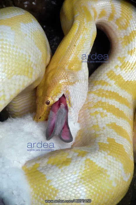 : Python with prey : Python with prey