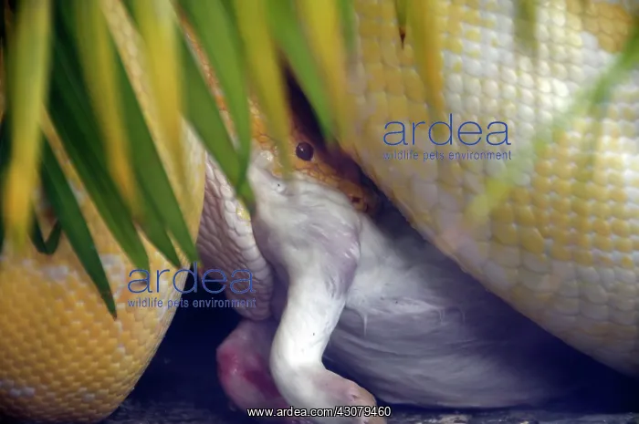: Python with prey : Python with prey