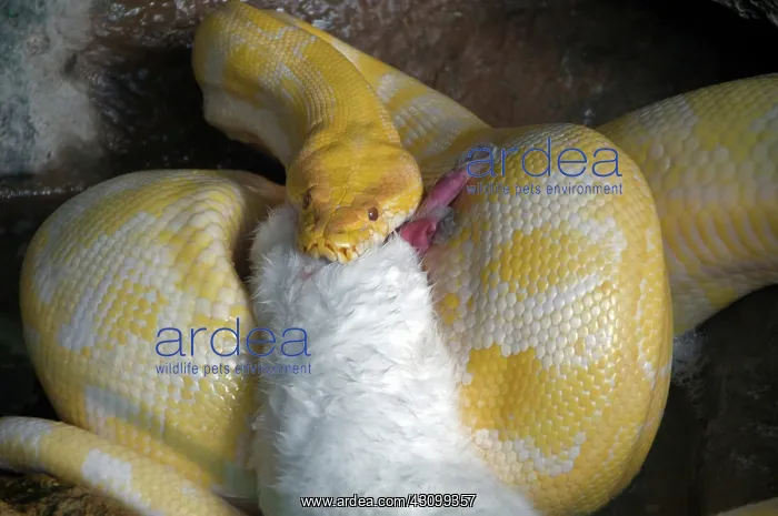 : Python with prey : Python with prey