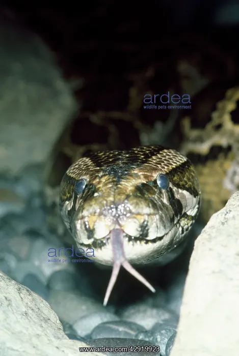 : Python - showing forked tongue