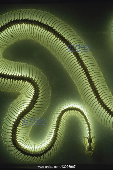 : Python Skeleton : Python Skeleton