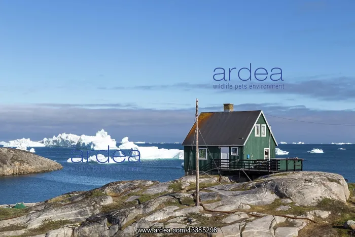 : Qeqertarsuaq, Greenland, July 05, 2018: A green w : Qeqertarsuaq, Greenland, July 05, 2018: A green w