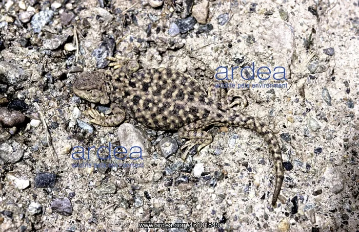 : Qinghai Toad-Headed Lizard : Qinghai Toad-Headed Lizard