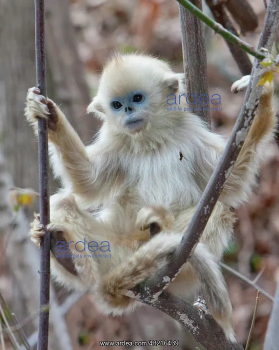: Qinling, China, Golden monkey youngster : Qinling, China, Golden monkey youngster