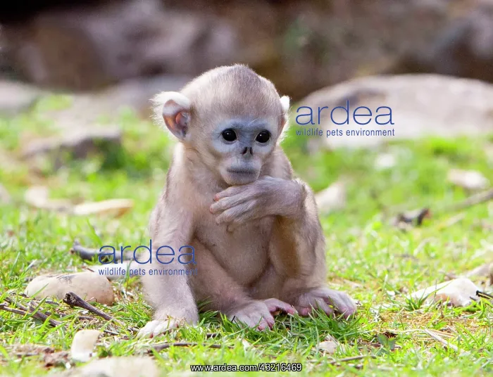 : Qinling Mountains, China, Baby Golden Monkey : Qinling Mountains, China, Baby Golden Monkey