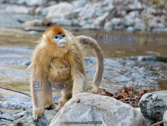 : Qinling Mountains, China, Female Golden : Qinling Mountains, China, Female Golden