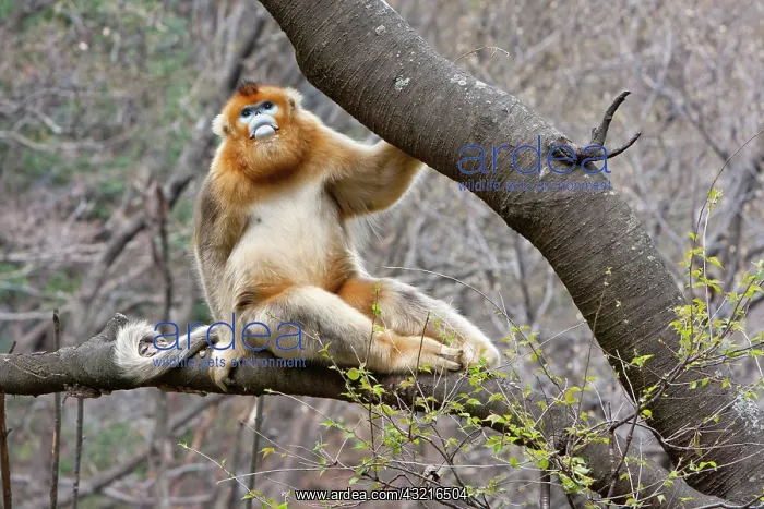 : Qinling Mountains, China, Portrait of male : Qinling Mountains, China, Portrait of male
