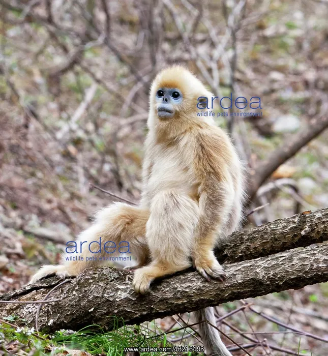 : Qinling Mountains, China, Young Golden monkey : Qinling Mountains, China, Young Golden monkey