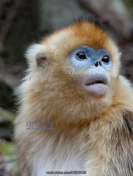 : Qinling Mountains, Female golden monkey : Qinling Mountains, Female golden monkey