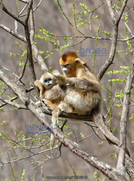 : Qinling Mountains, Female Golden Monkey : Qinling Mountains, Female Golden Monkey