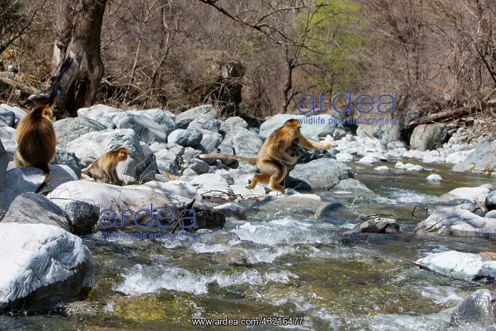 : Qinling Mountains, Golden Monkey family : Qinling Mountains, Golden Monkey family