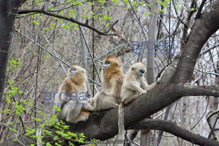 : Qinling Mountains, Golden Monkey group in : Qinling Mountains, Golden Monkey group in