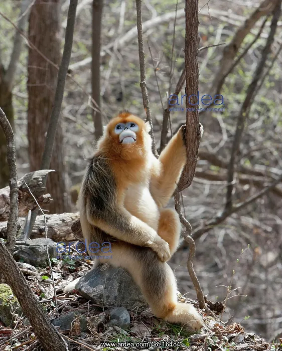 : Qinling Mountains, Male Golden Monkey sitting : Qinling Mountains, Male Golden Monkey sitting