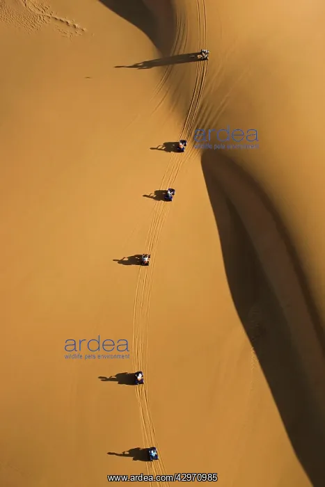 : Quad bikes drive in single file through the Dunes : Quad bikes drive in single file through the Dunes