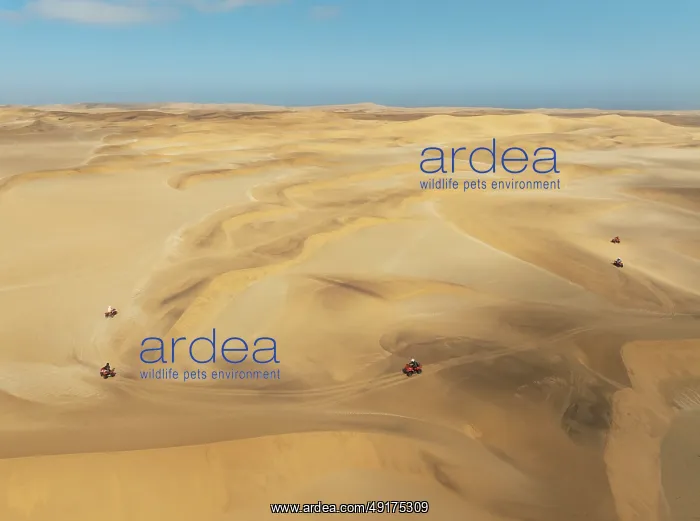 : Quad bikes in the dunes of the Namib Desert in the vicinity of the coastal town of Swakopmund : Quad bikes in the dunes of the Namib Desert in the vicinity of the coastal town of Swakopmund