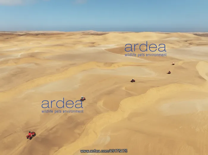 : Quad bikes in the dunes of the Namib Desert in the vicinity of the coastal town of Swakopmund : Quad bikes in the dunes of the Namib Desert in the vicinity of the coastal town of Swakopmund