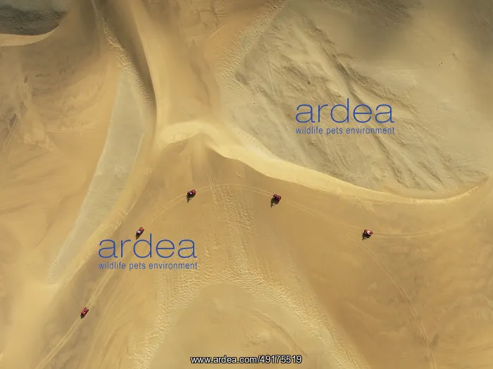 : Quad bikes in the dunes of the Namib Desert in the vicinity of the coastal town of Swakopmund : Quad bikes in the dunes of the Namib Desert in the vicinity of the coastal town of Swakopmund