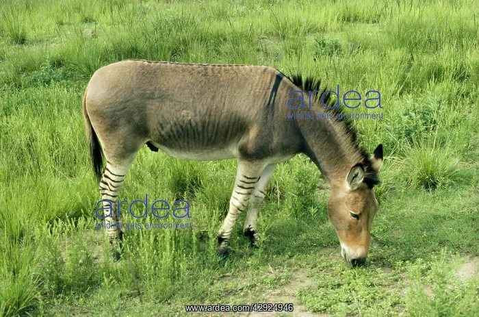 : QUAGGA - experimantal cross, Mule / Zebra hybrid : QUAGGA - experimantal cross, Mule / Zebra hybrid