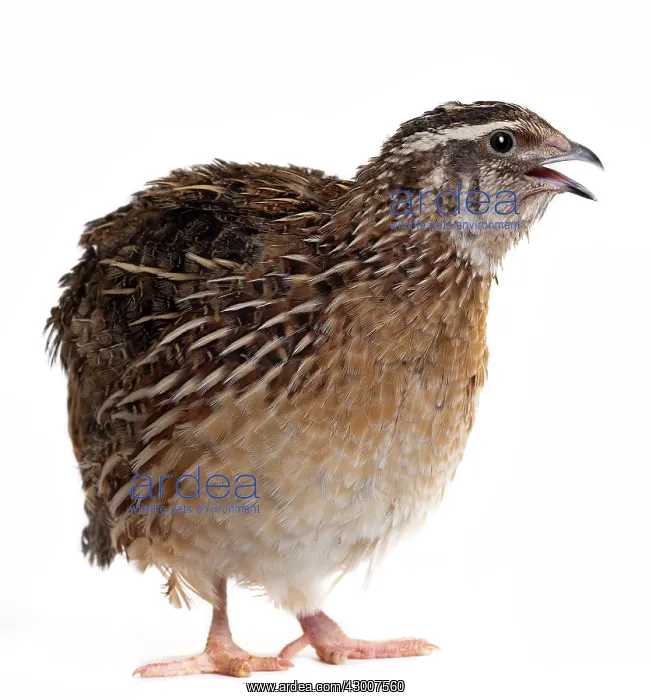  : Quail