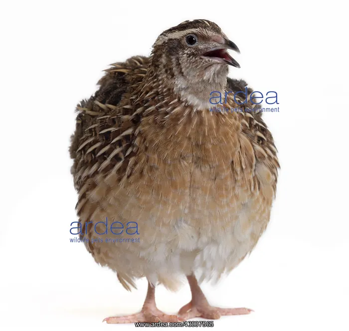  : Quail