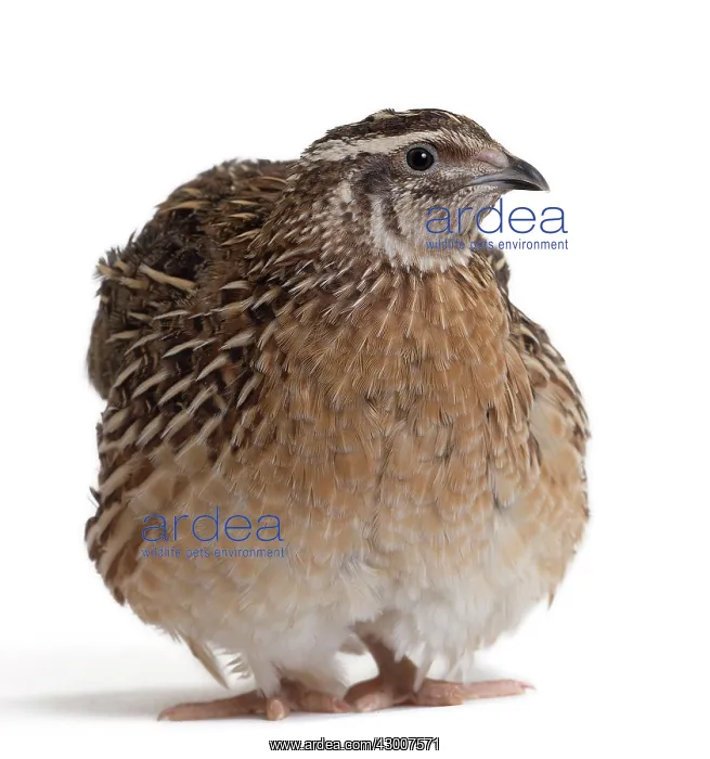  : Quail