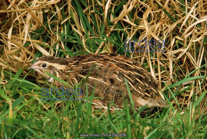  : QUAIL (Coturnix coturnix)