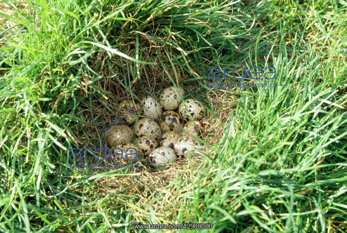 : Quail - eggs in nest : Quail - eggs in nest
