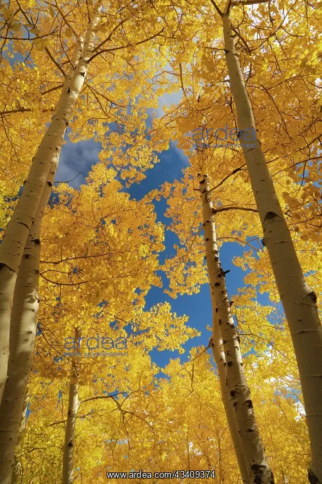 : Quaking aspen, fall season, Sandia Mountains, Cibola : Quaking aspen, fall season, Sandia Mountains, Cibola