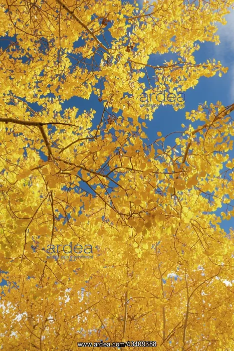 : Quaking aspen, fall season, Sandia Mountains, Cibola : Quaking aspen, fall season, Sandia Mountains, Cibola